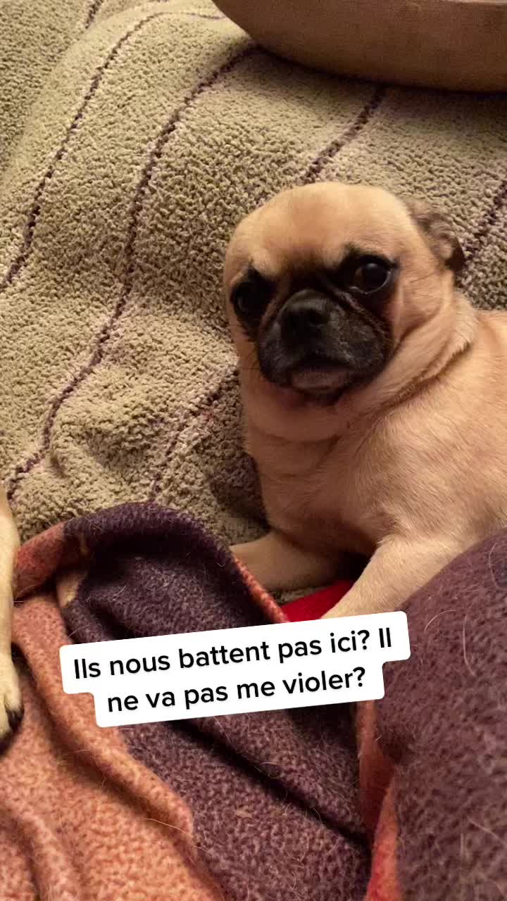 @St&eacute;phanie | PugsFrenchies 💜🐶