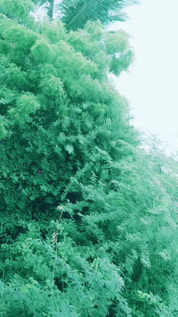 @tamilselvid