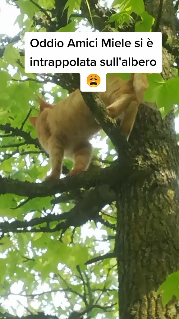 @Miele🐱🐈