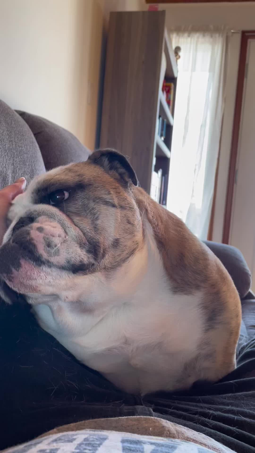 @Pedrobulldog