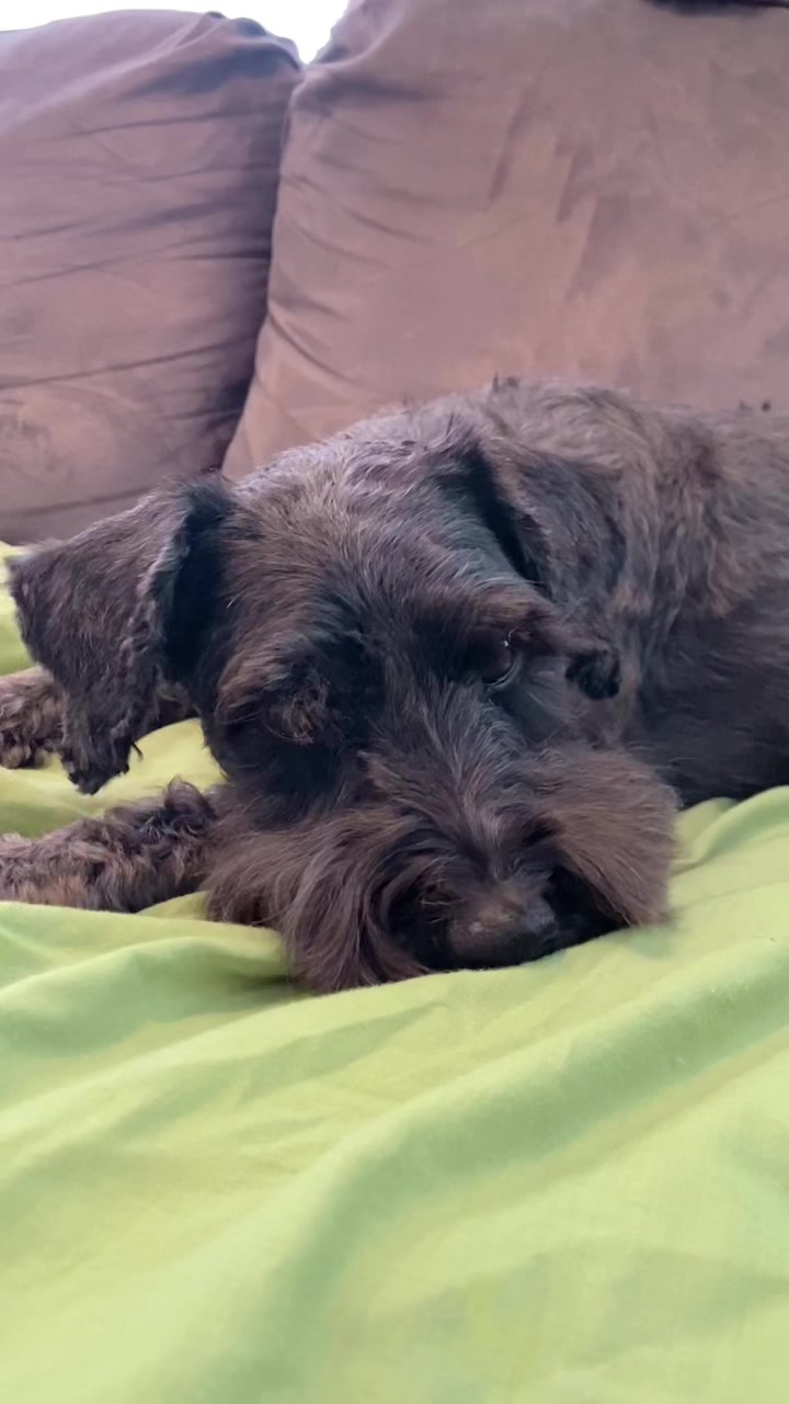 @𝔾𝕆𝕂𝕌 🐶