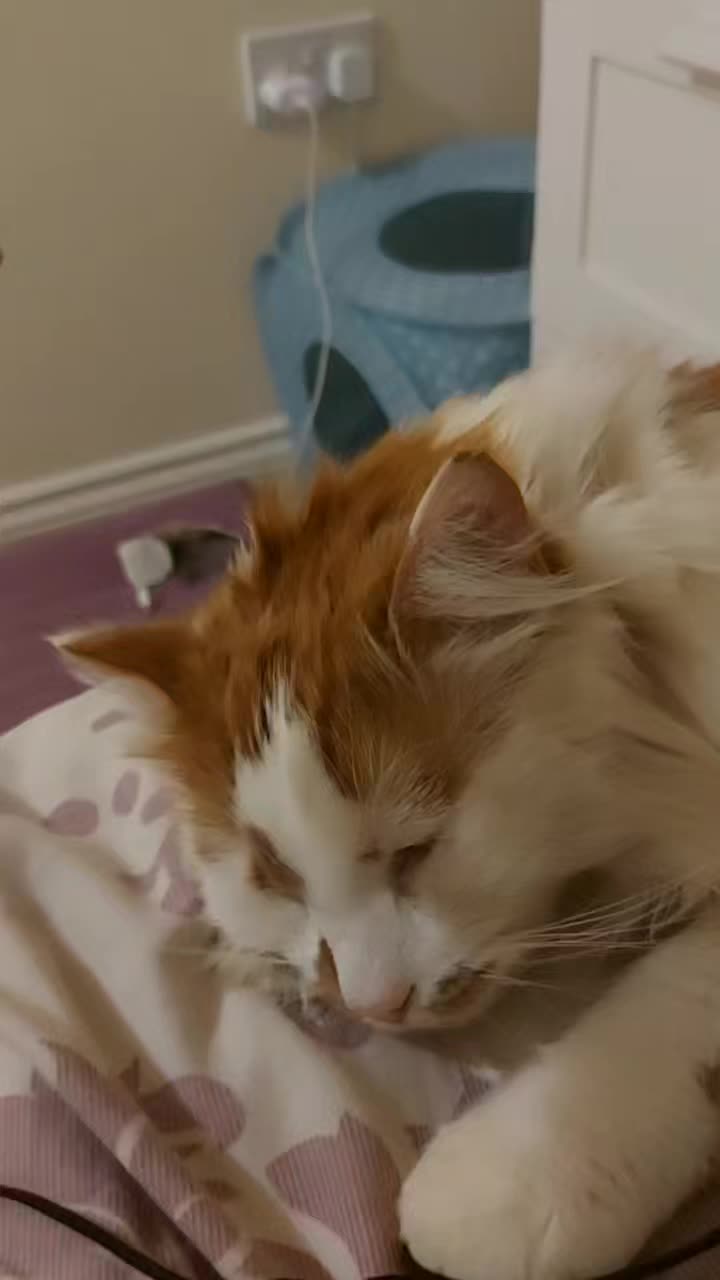 @Meowko