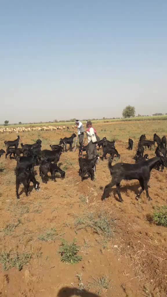 @પ્રભુભાઈ ભાડકા