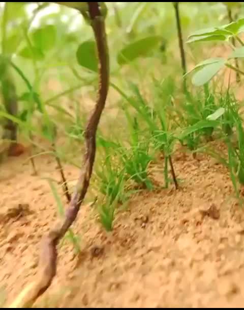 @கா.தரணி