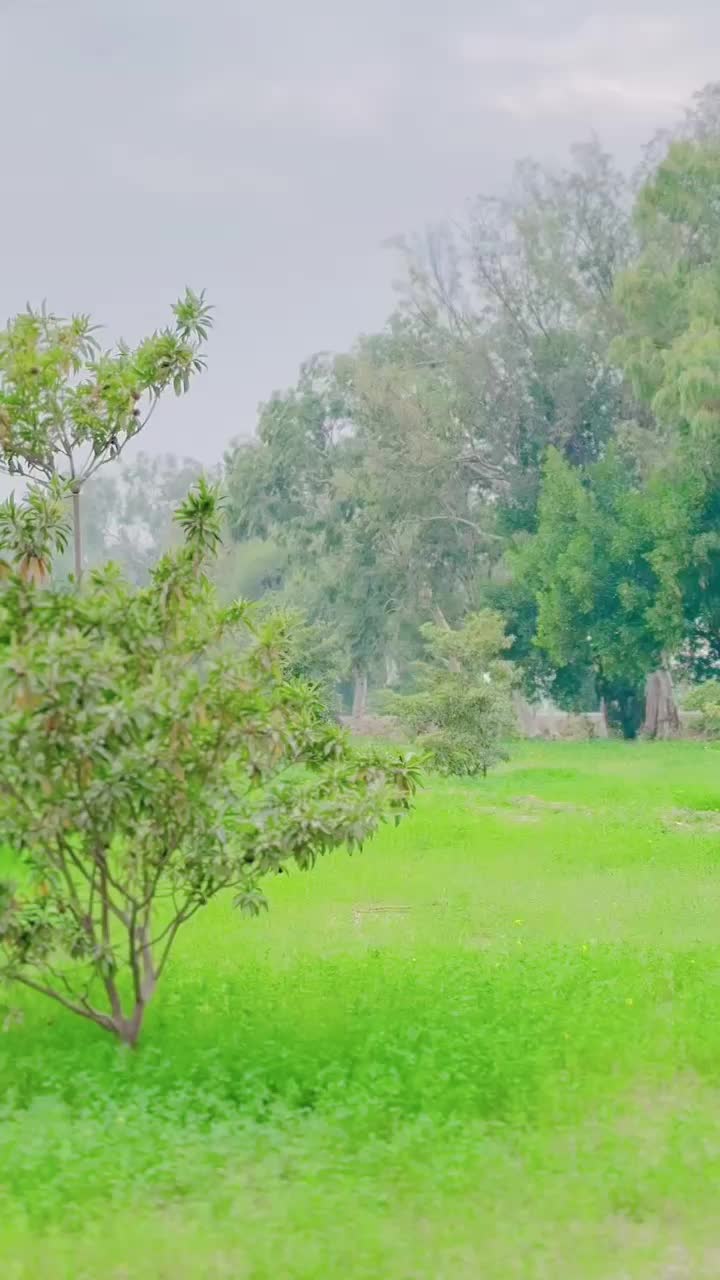 @jawadkhaskheli