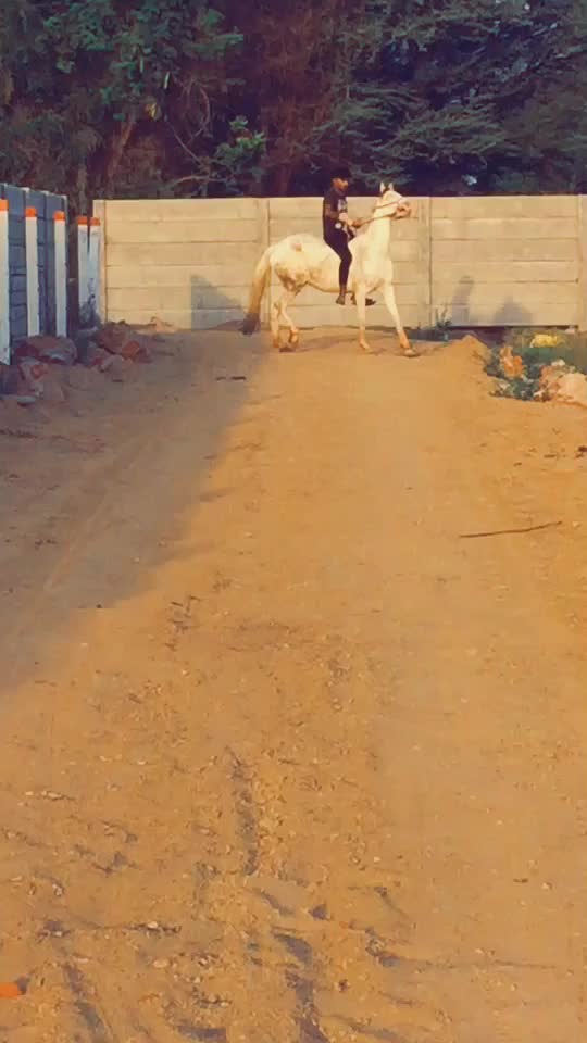@Yuvibha Horse lover