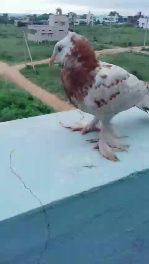 @Irfan sharif