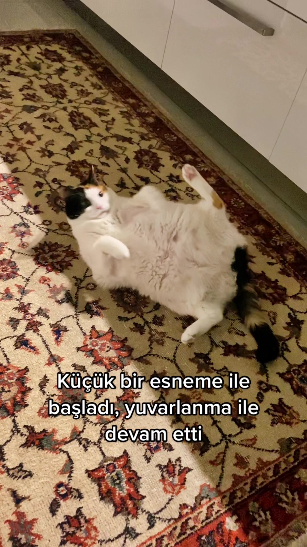 @Çikikatör