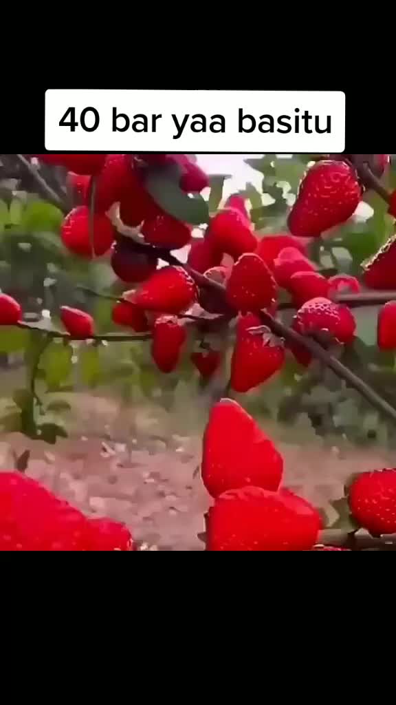@Shakurun Khan