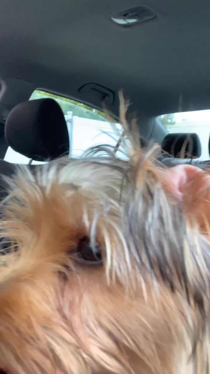 @tedtheyorkie