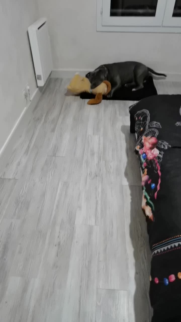 @GordiTheBully