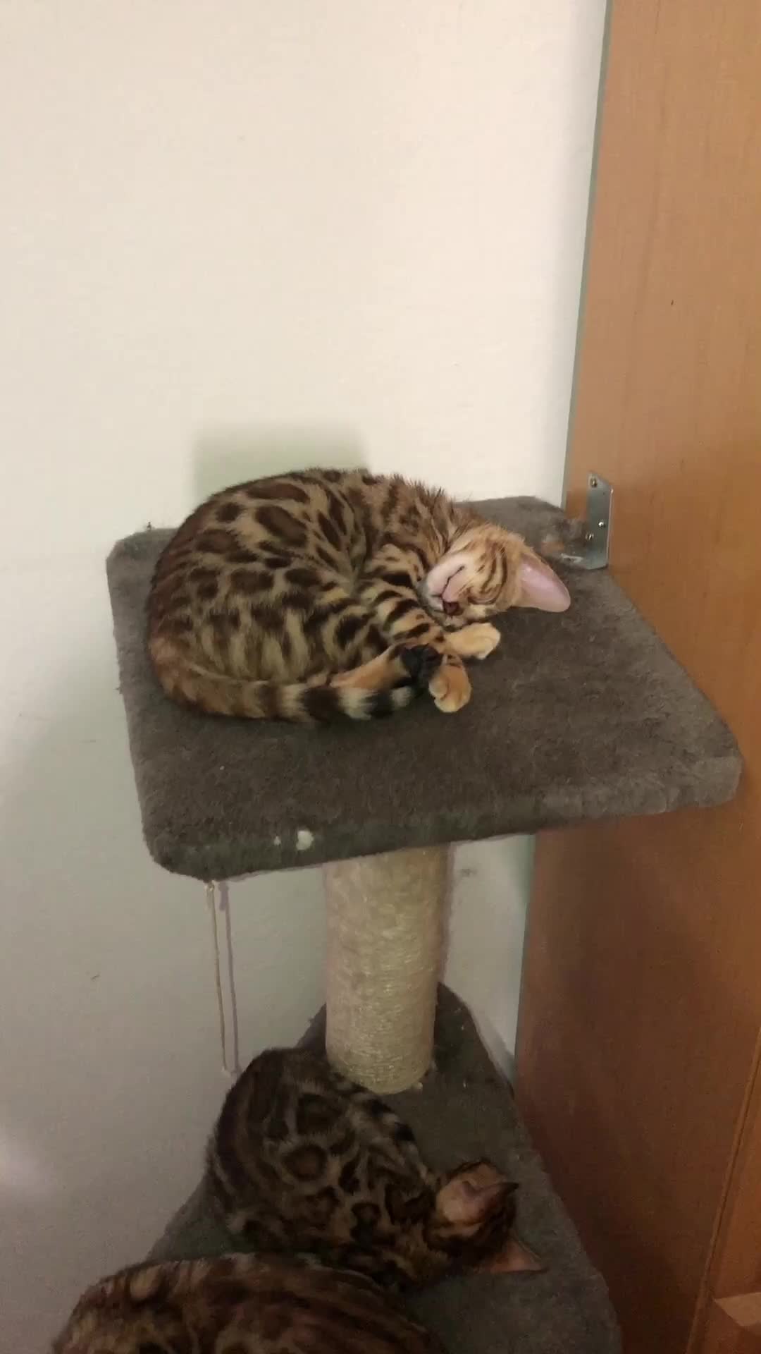 @Lemigans _cattery