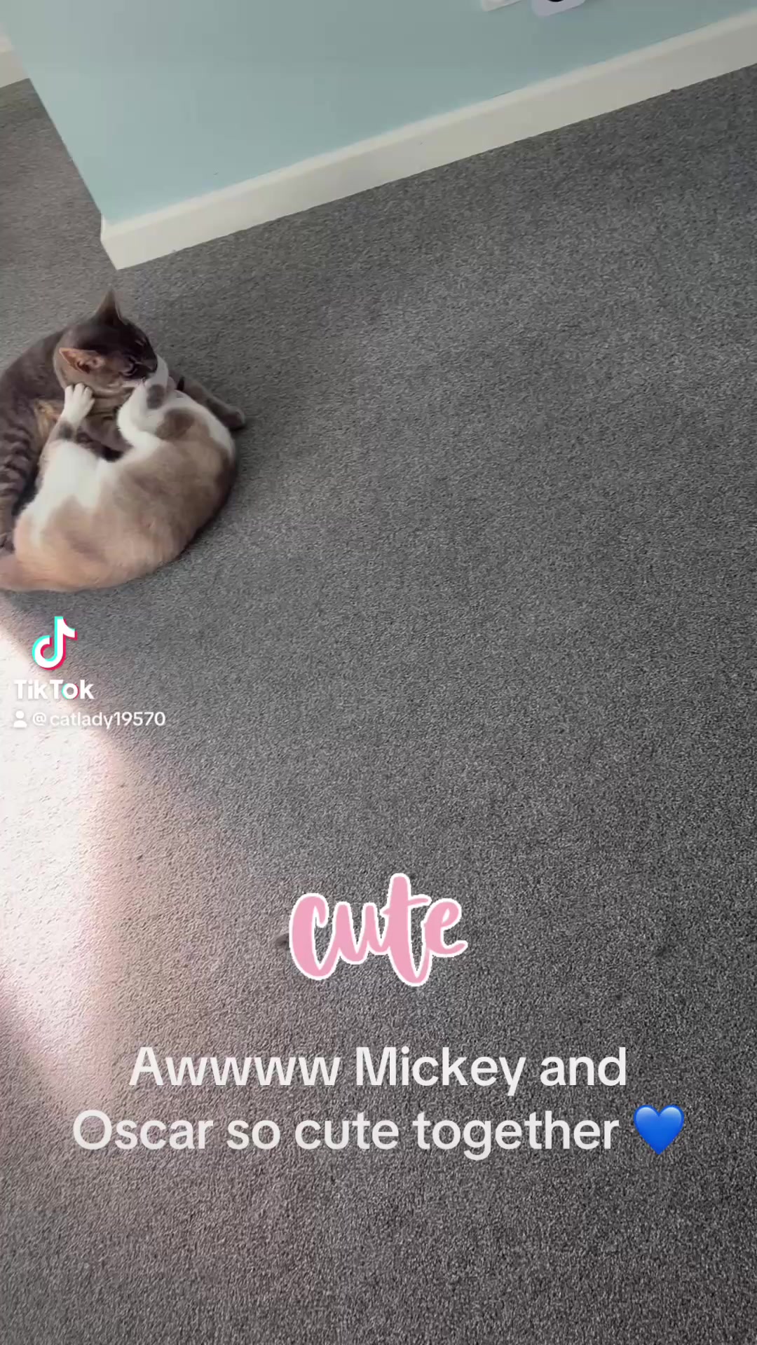 @catlady19570