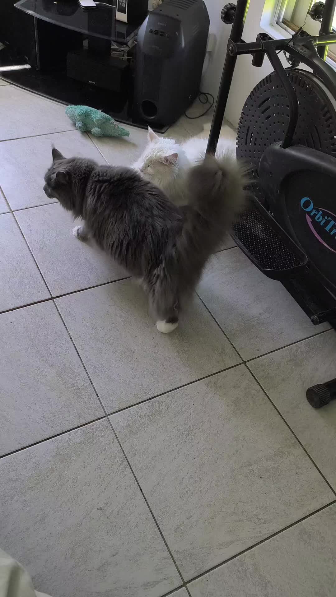@TiTi.l'amour.des.animaux 🎙️