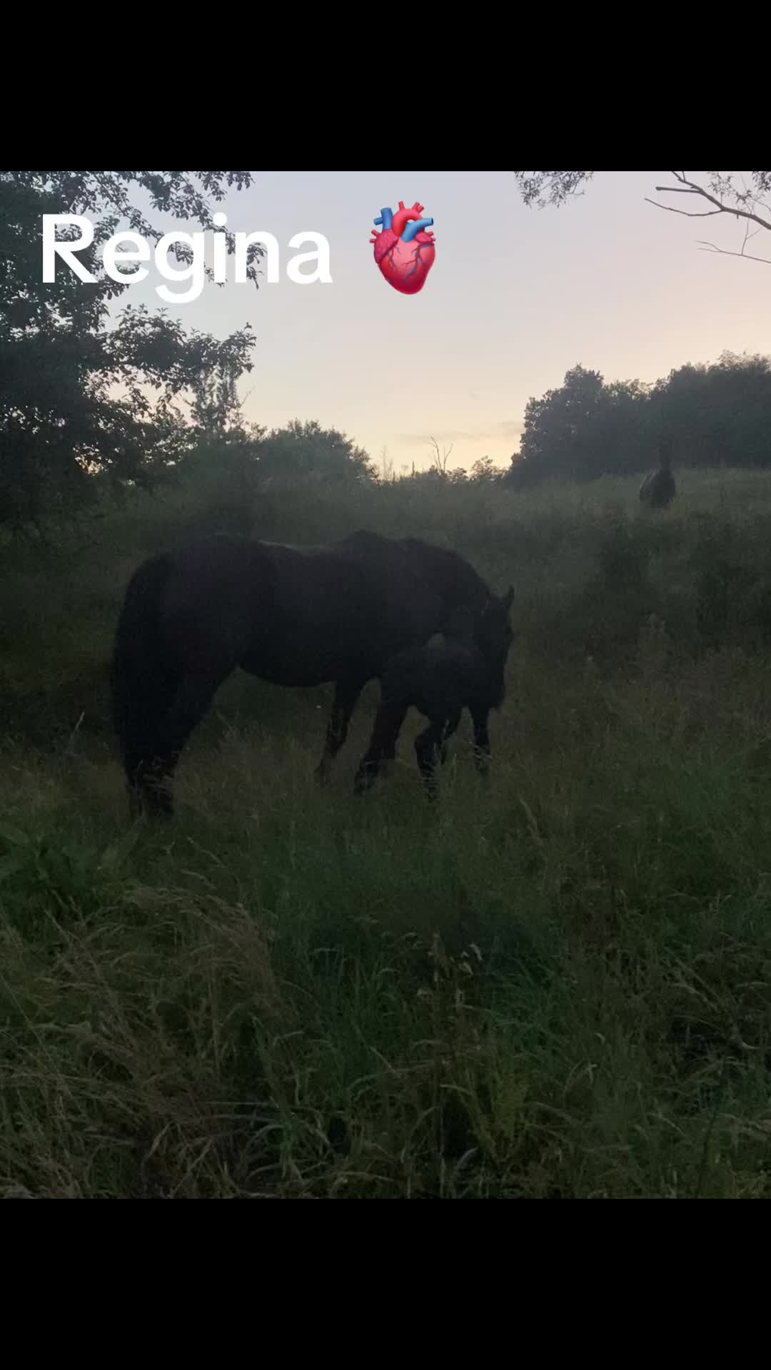 @Ana Maria Hoară
