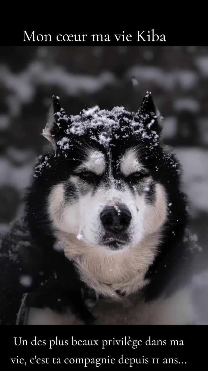 @Chanty🐺Liang🐺⚒️
