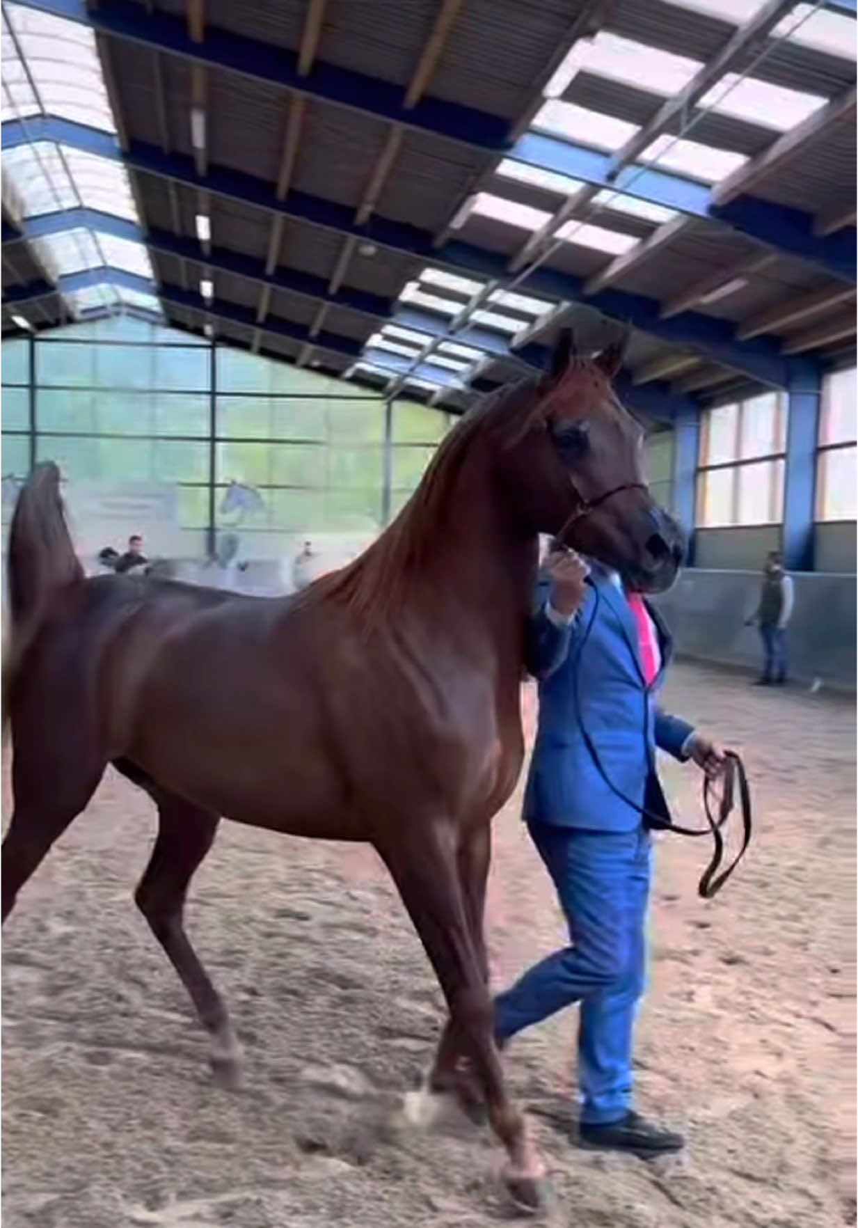 @the arabian horse