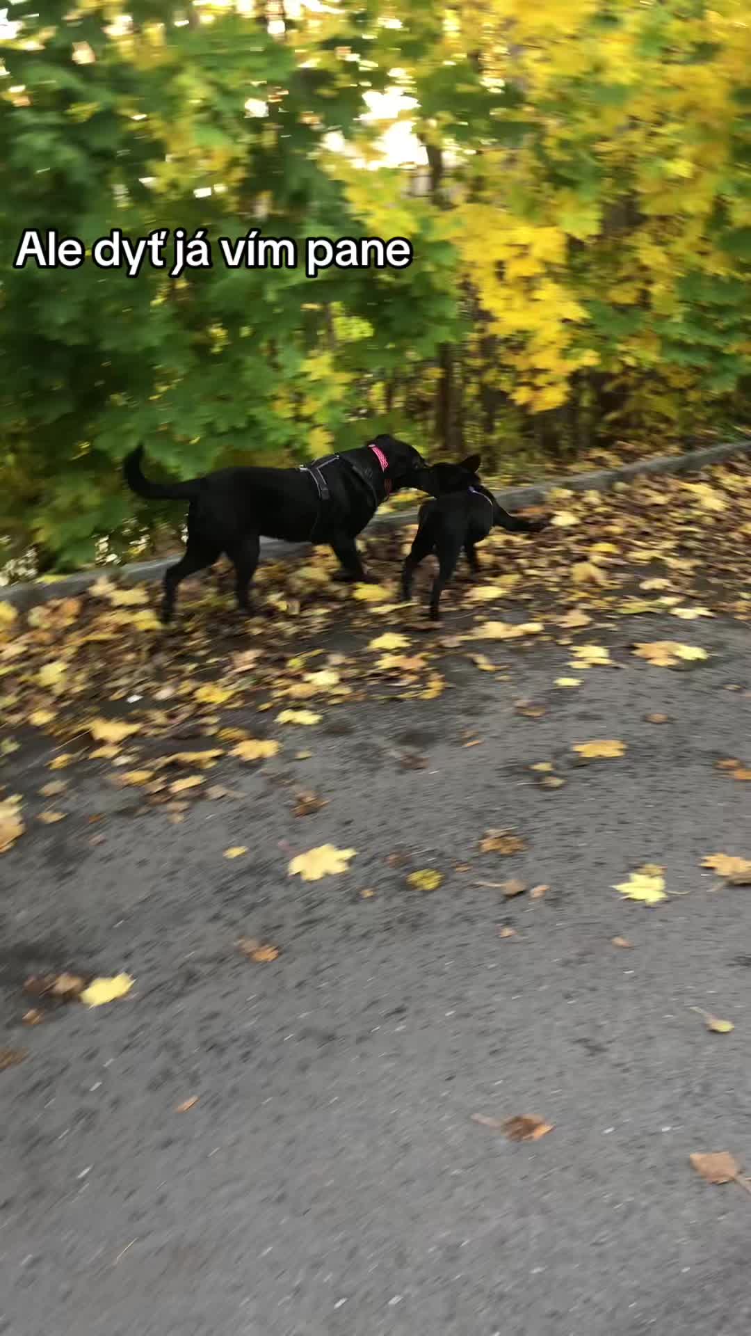 @labradors_gang_plus_one