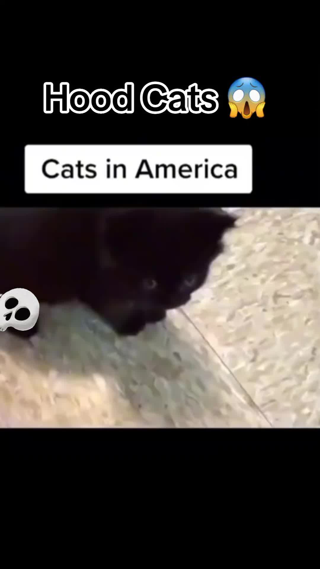 @Random Cat Stuff