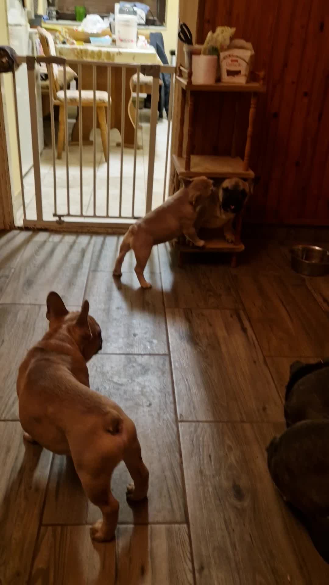 @Nomad_Warrior_Kennel