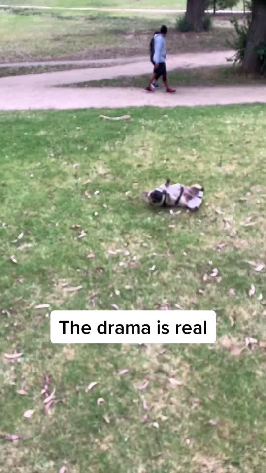 @Miss Lola the Frenchie