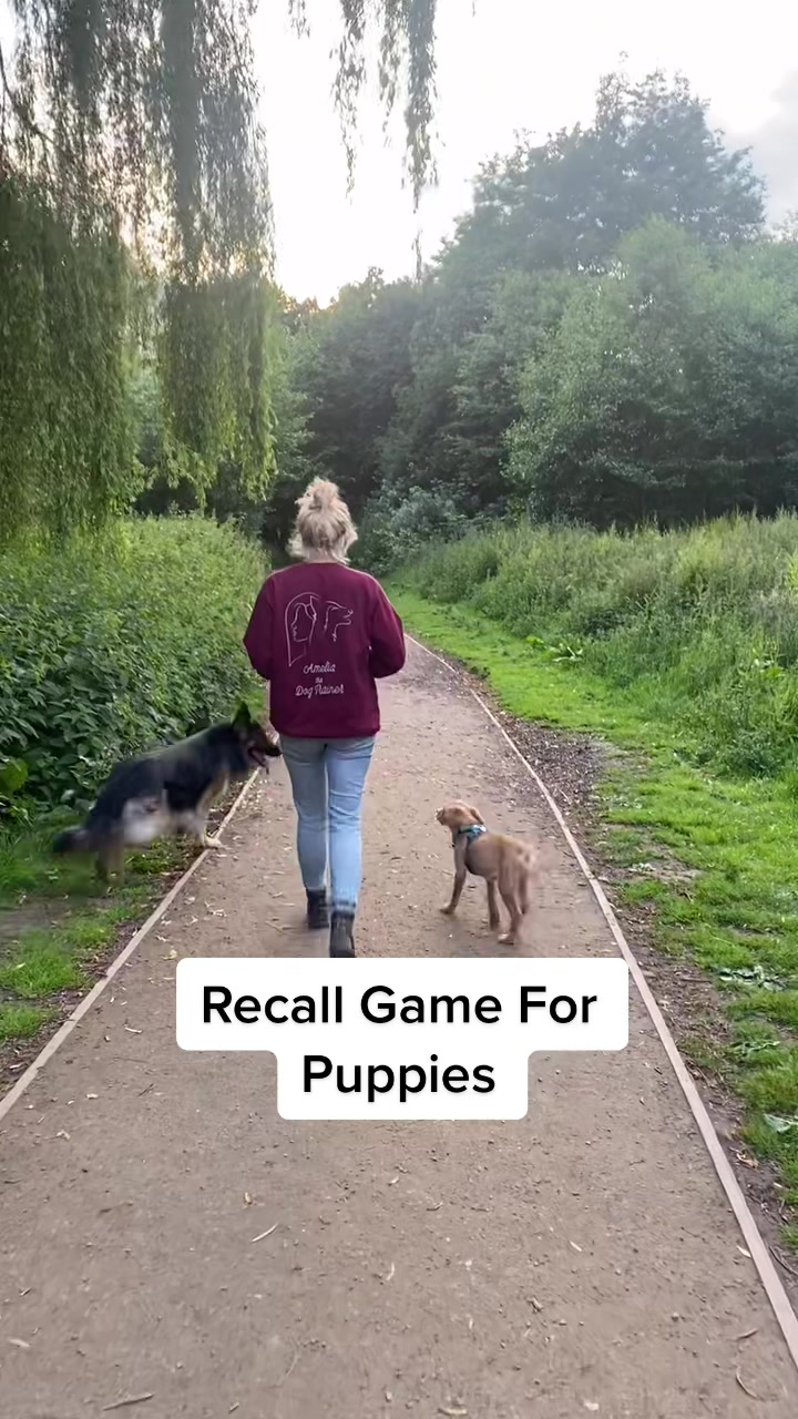 @Amelia the Dog Trainer