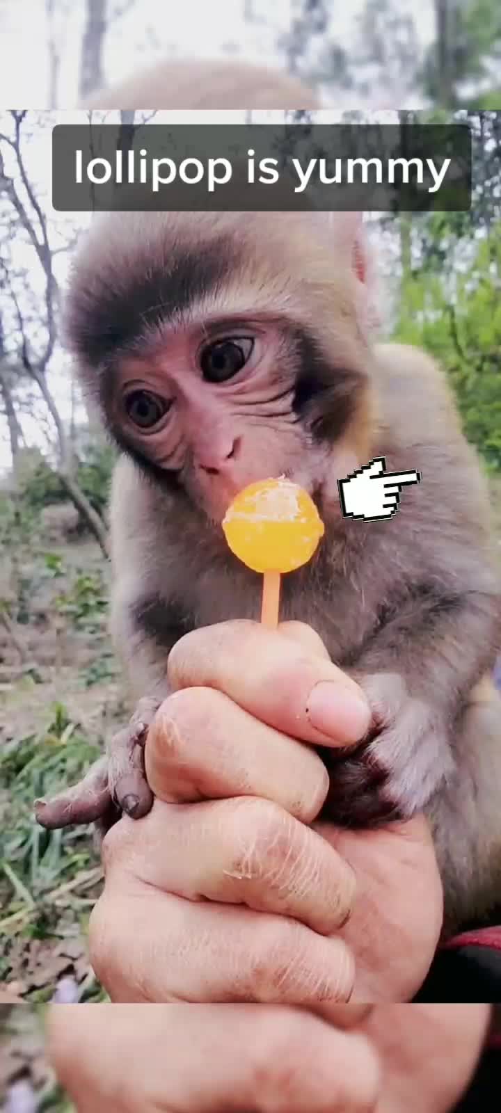 @petlove