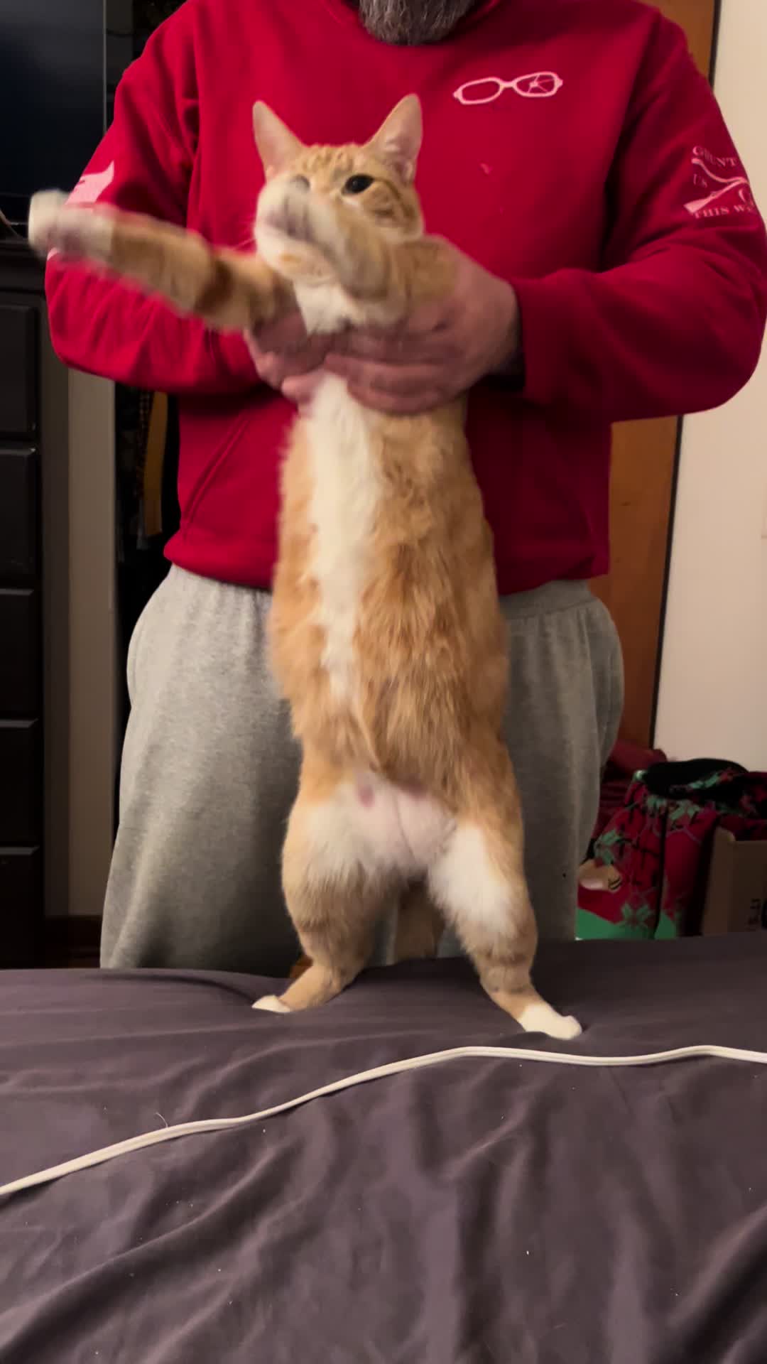 @ohkarajane 🐈