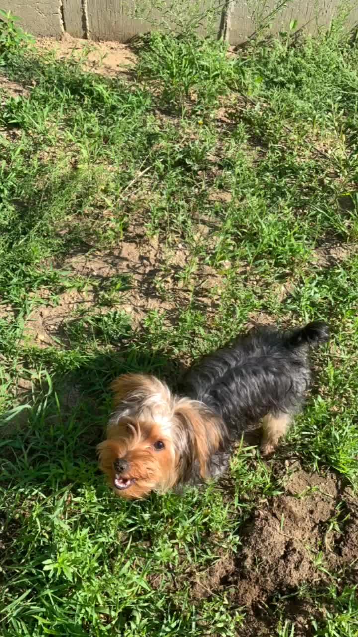 @tedtheyorkie