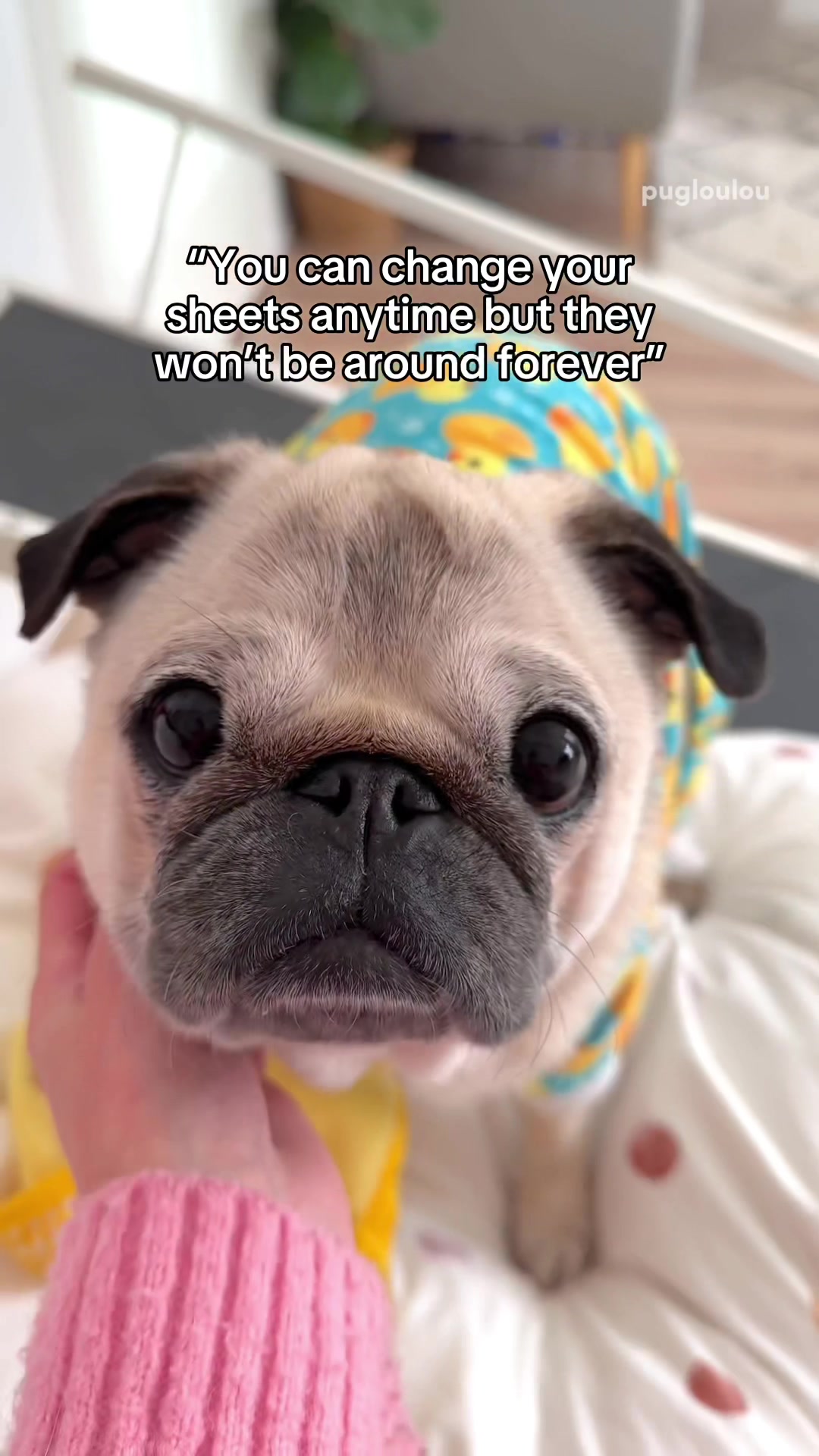 @Loulou the Pug