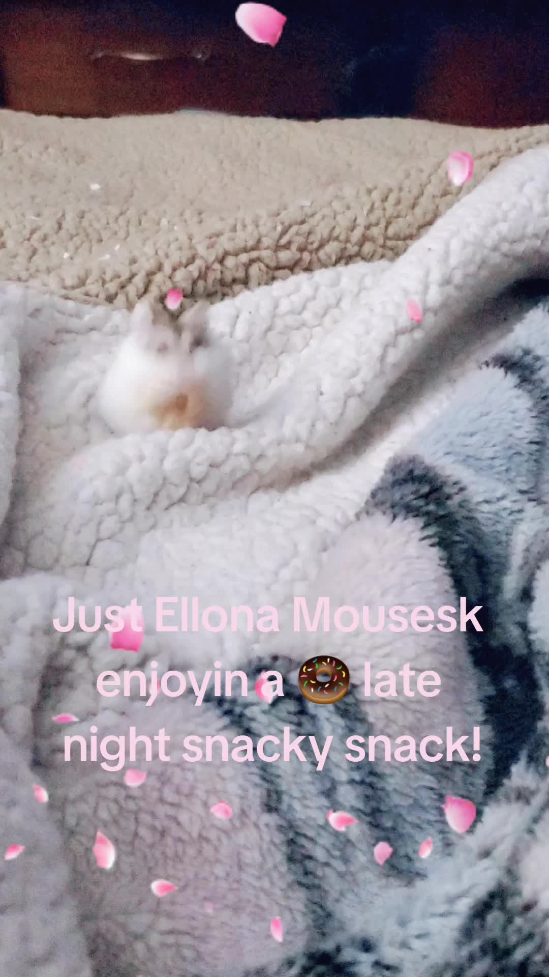 @CamCam