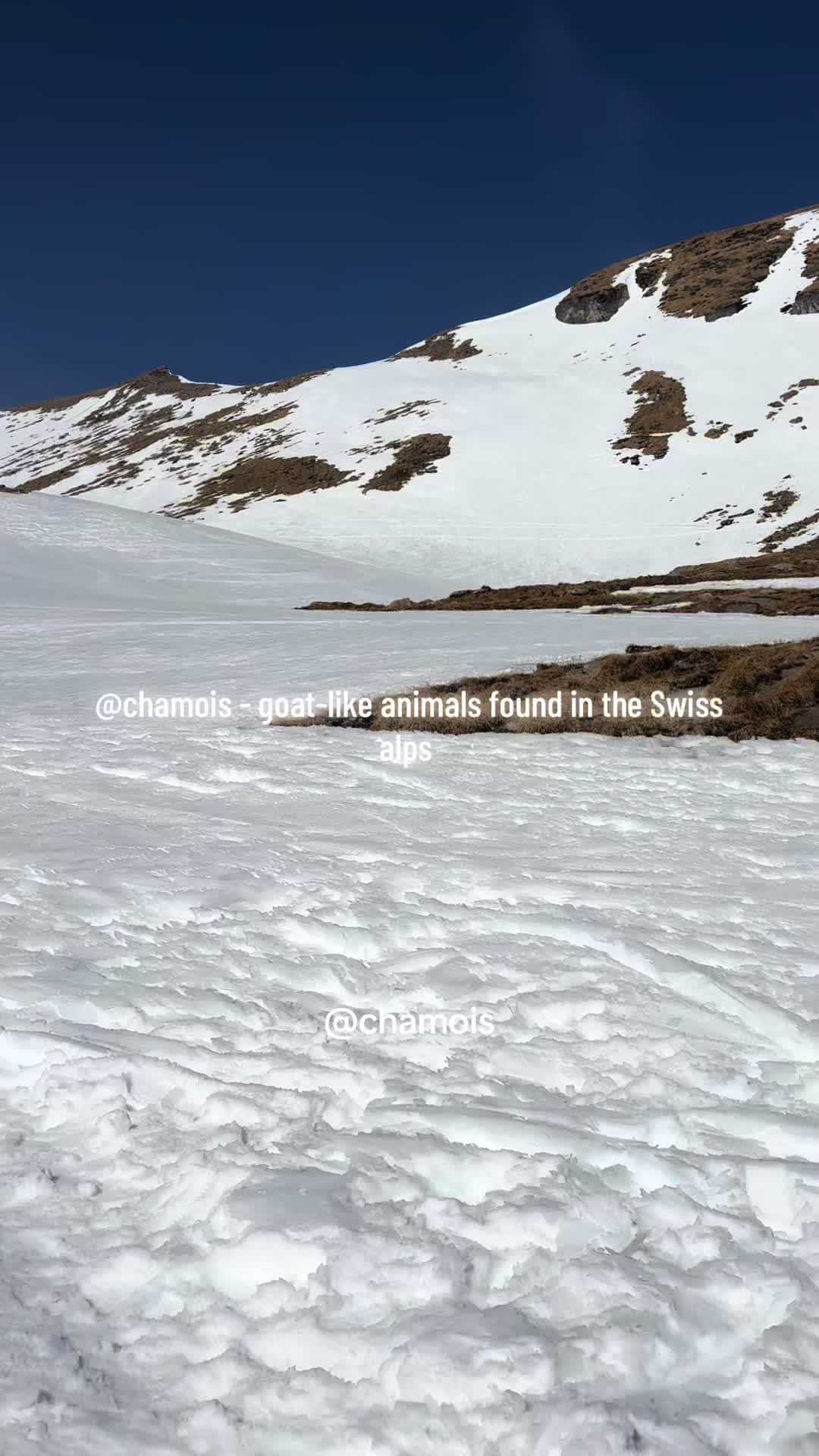@SwissAlpineEscapes