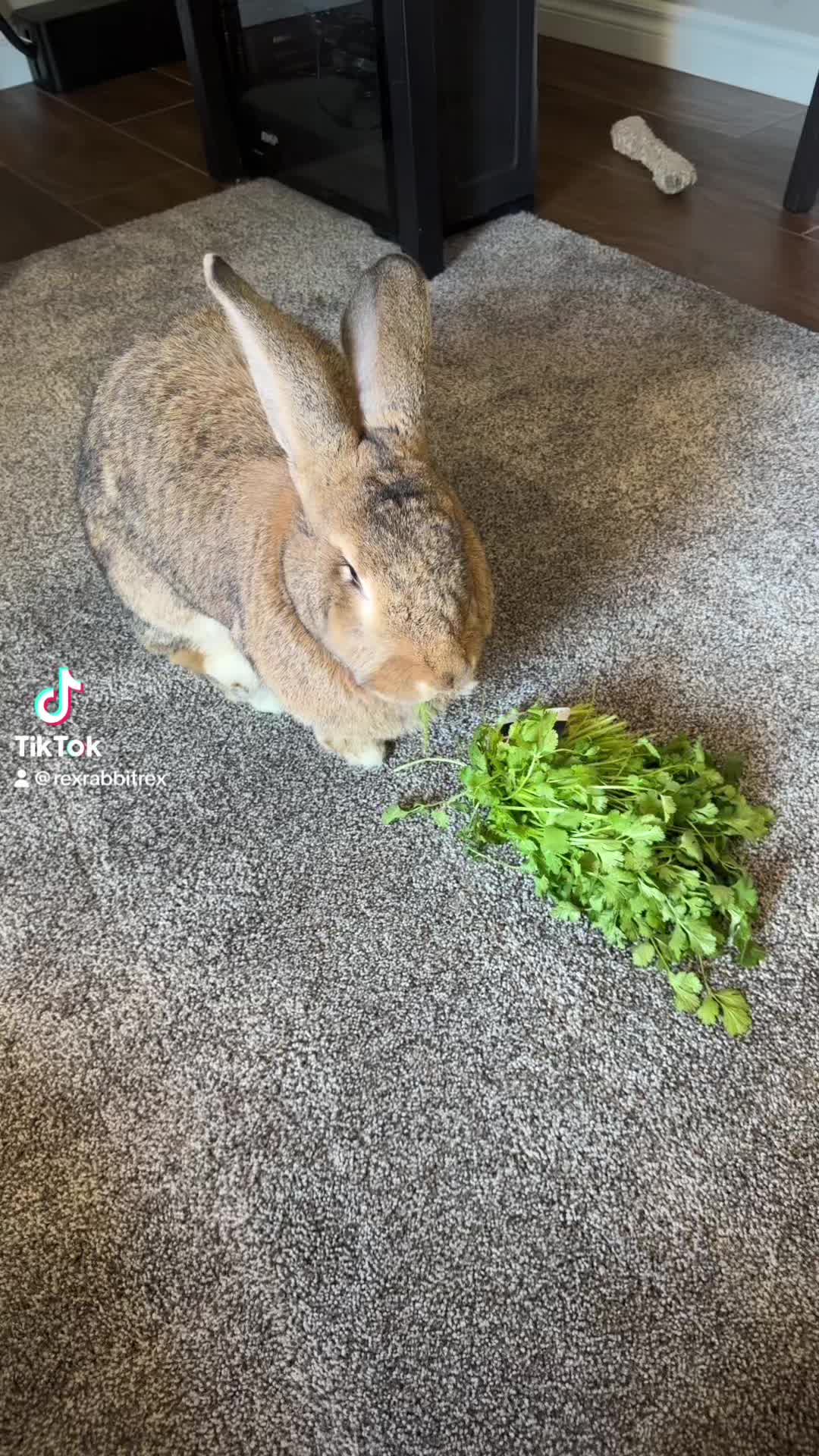 @🐰 Rex Rabbit Rex 🐰