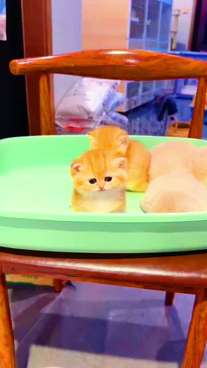 @CutePetEncyclopedia