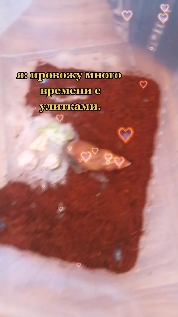 @Улиточки🐌💞