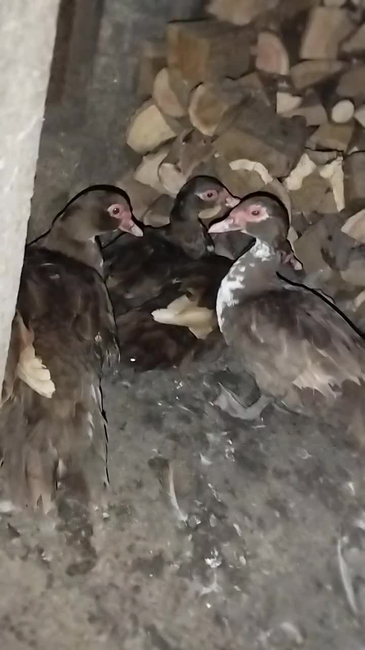 @🦃инда утки🦆