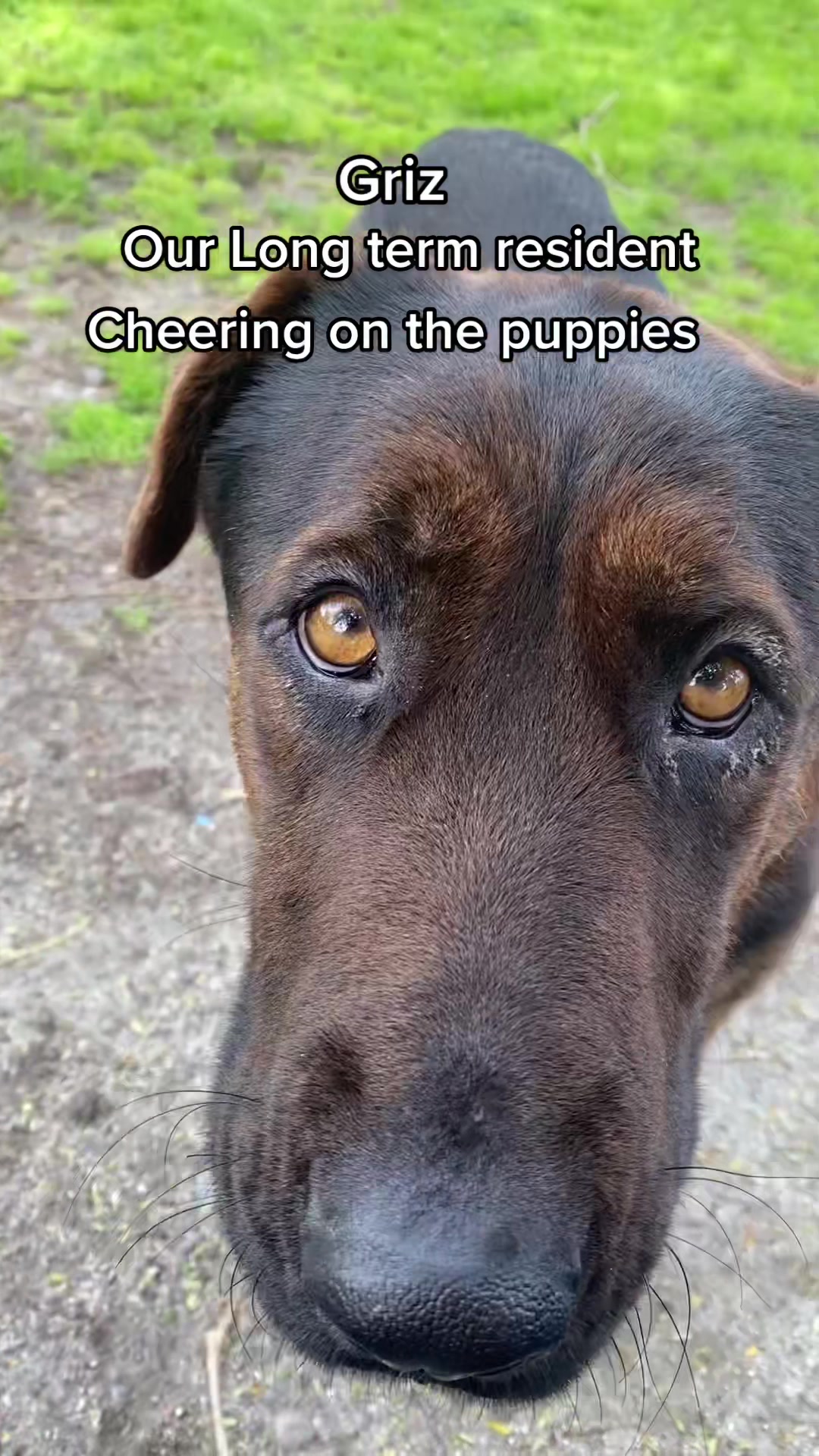 @Ramona Pets