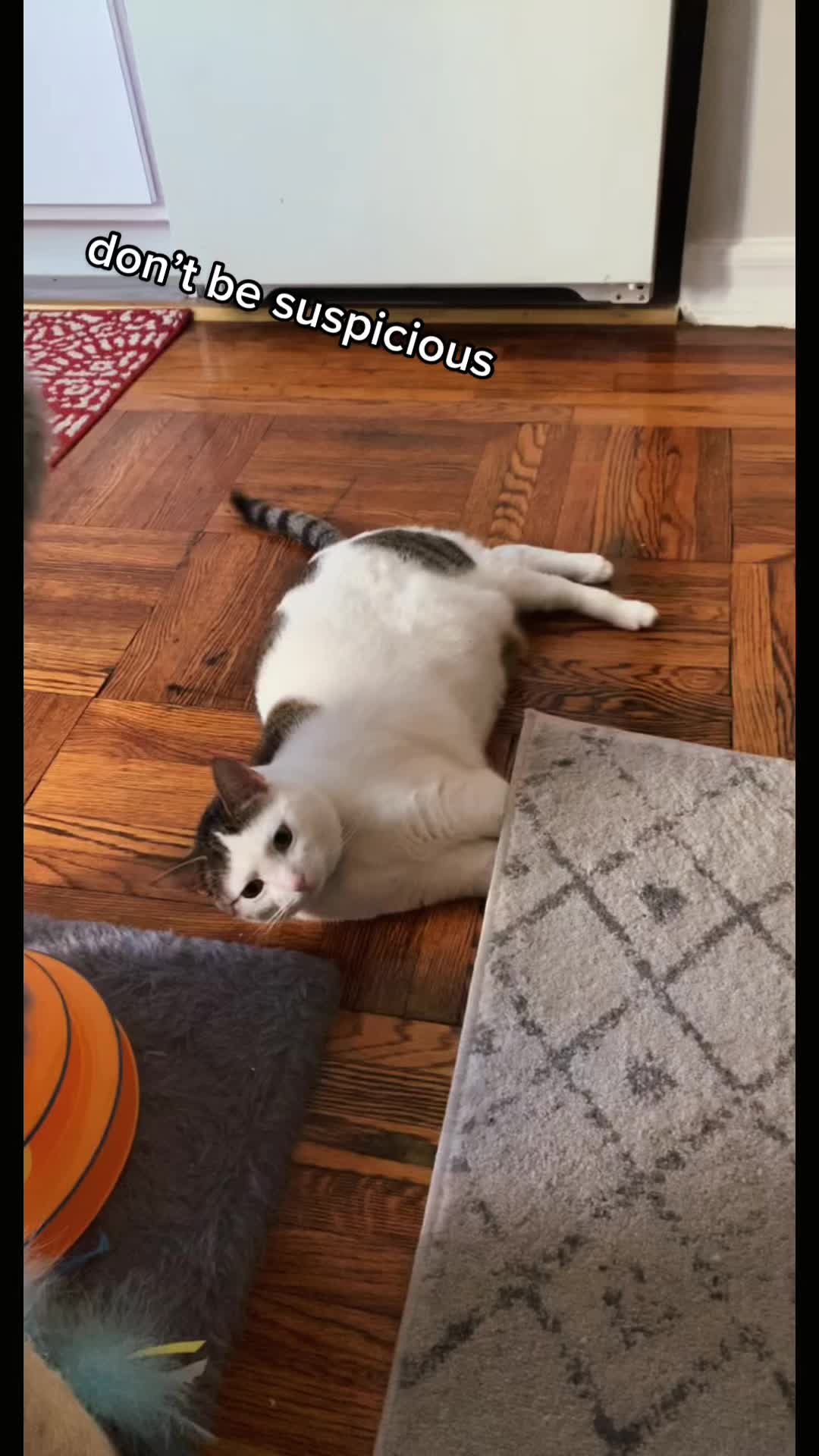 @nova’s the cat