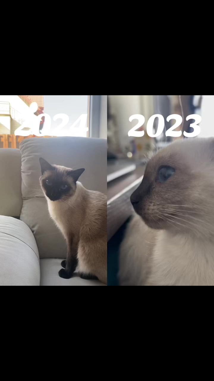@Blueberry Eyes Cat