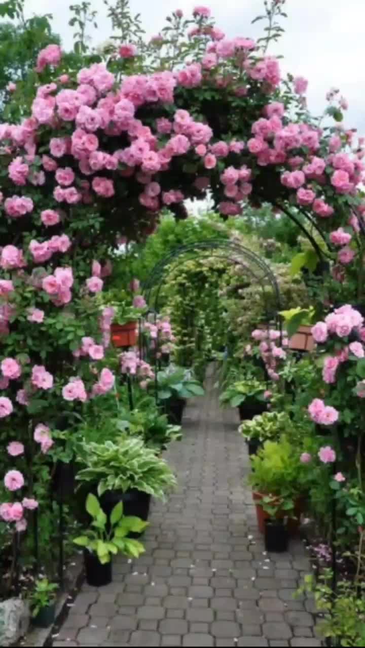 @user548786299