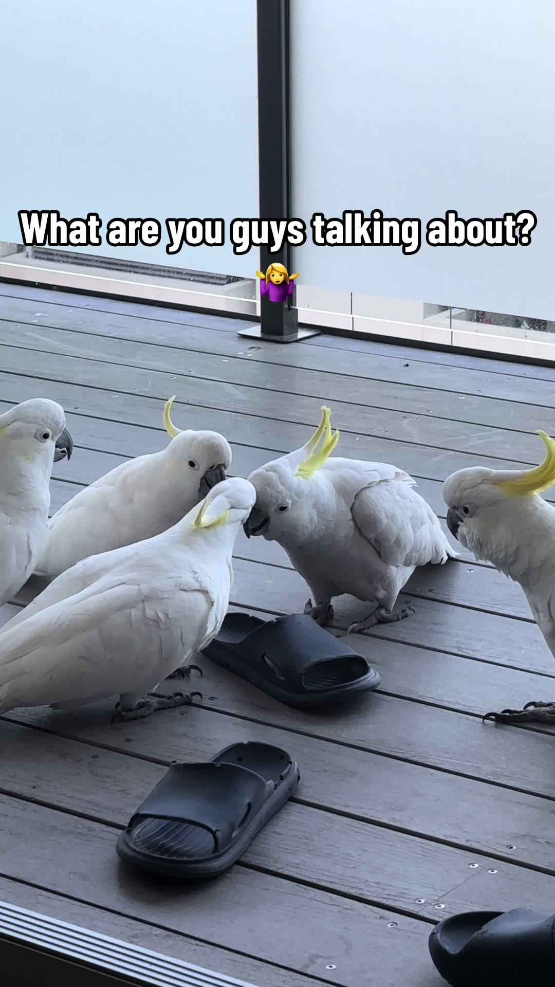 @aussie.cockatoo