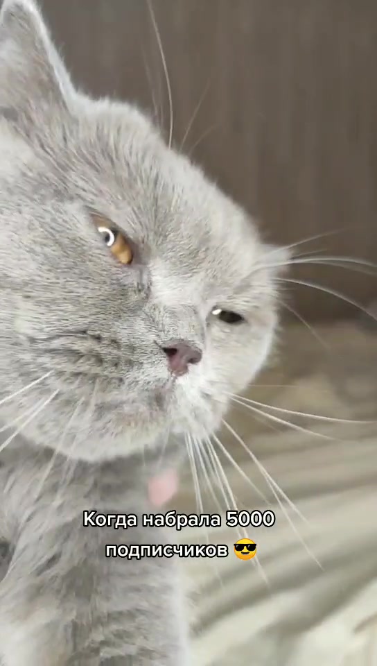 @Кошка Зефирка