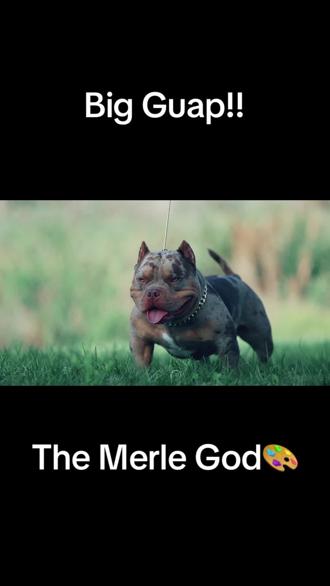 @bgbullies_