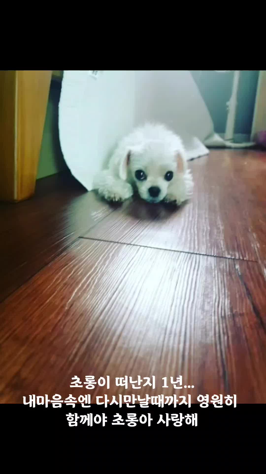 @초롱맘