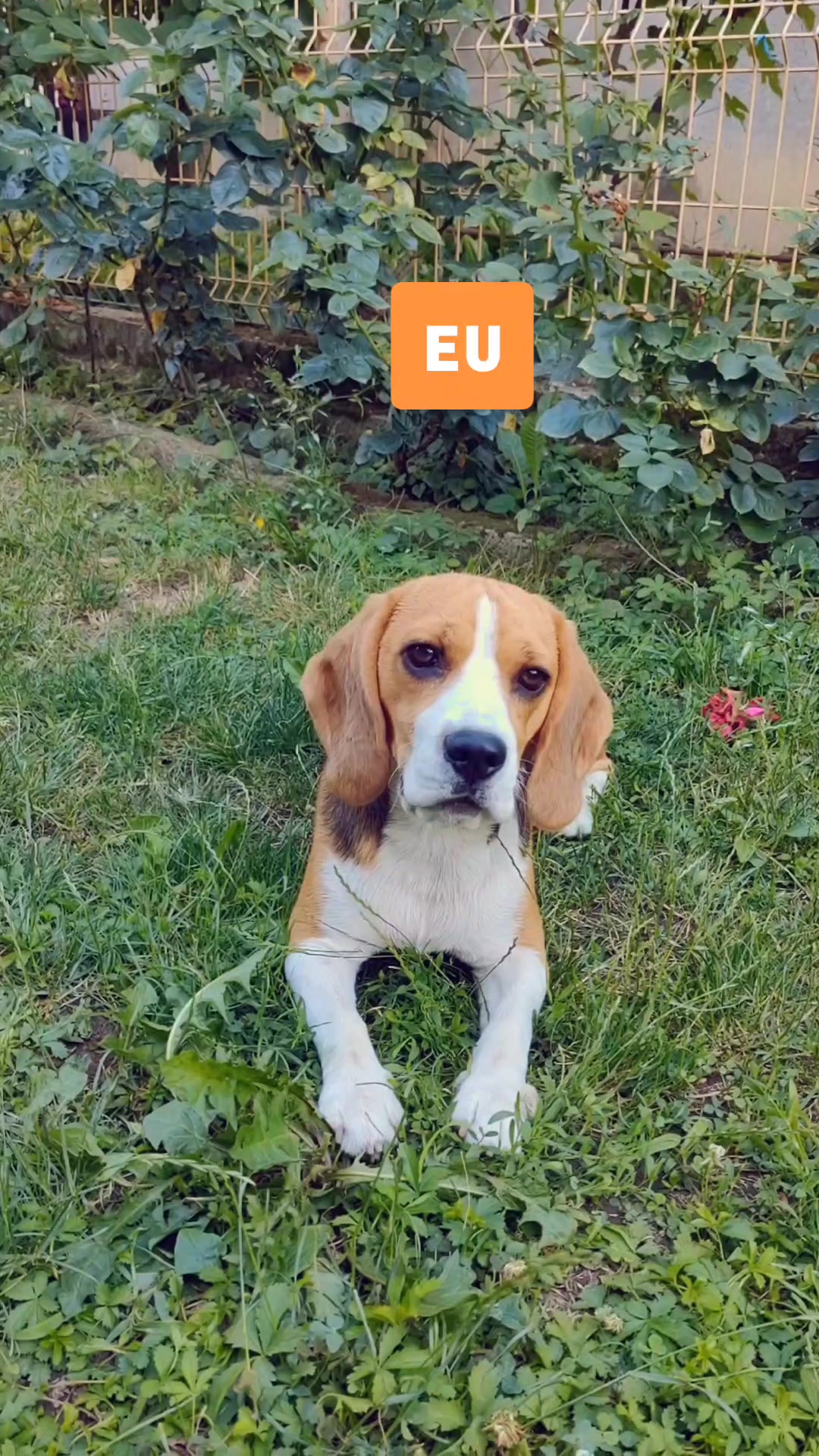 @Bogdănel 😎 & 🐶 Masha