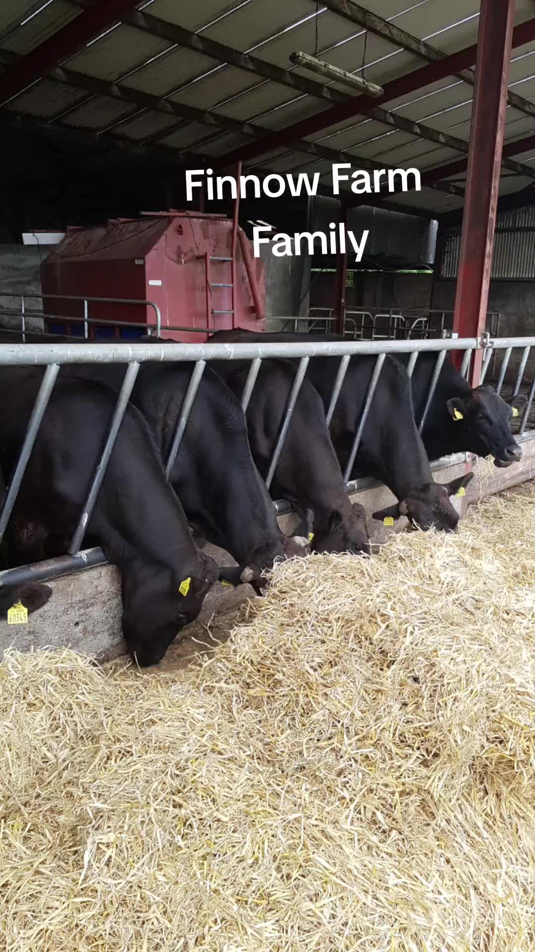 @finnowfarm