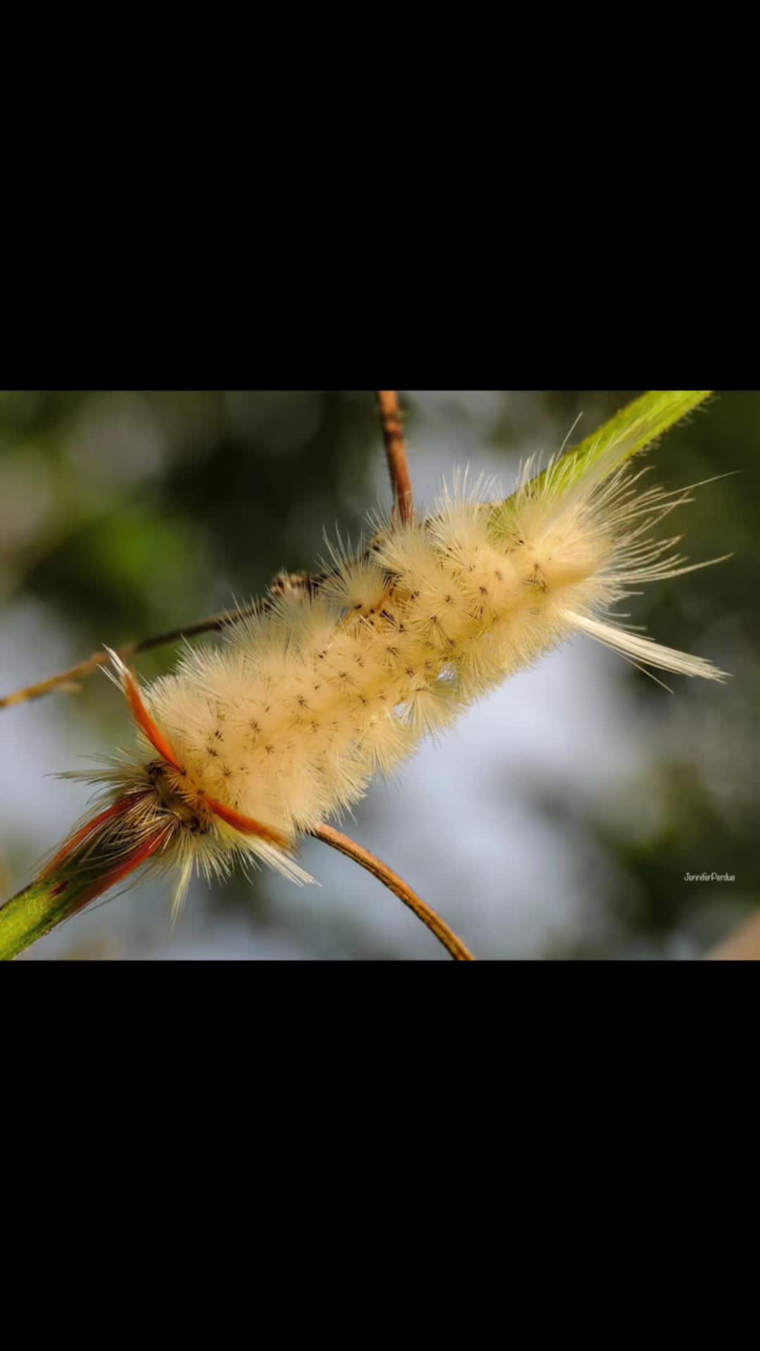 @Jennifer’s_Bugs