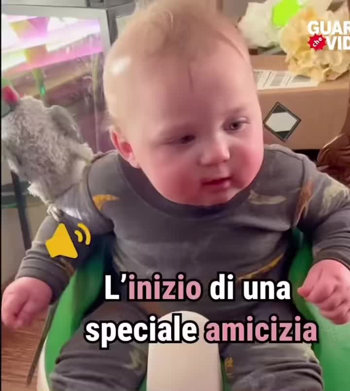 @Trandafir Catalin