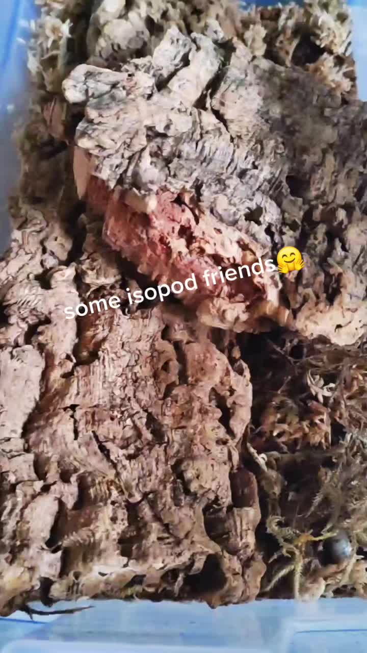 @WIreptiles