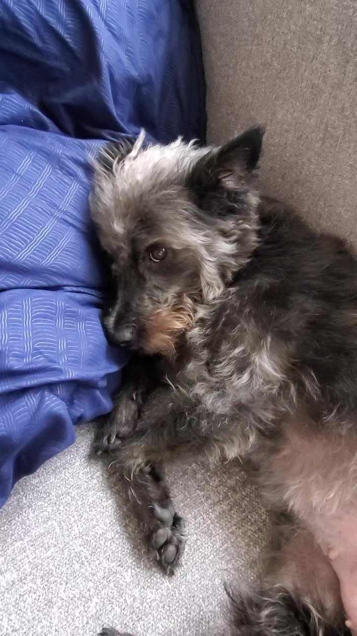 @Toto the Mutt
